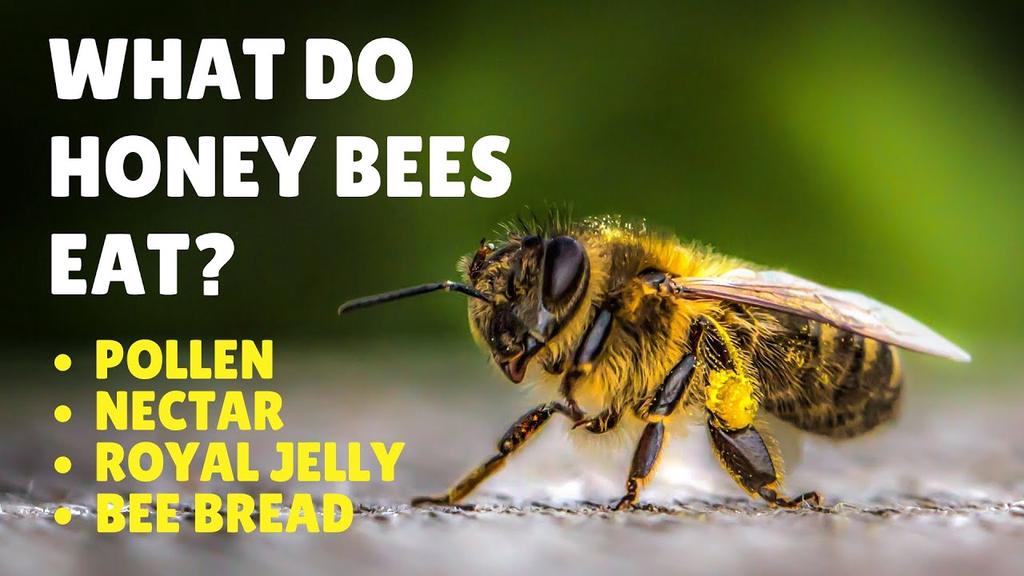 'Video thumbnail for What Do Honey Bees Eat - Honey Bee Diet'