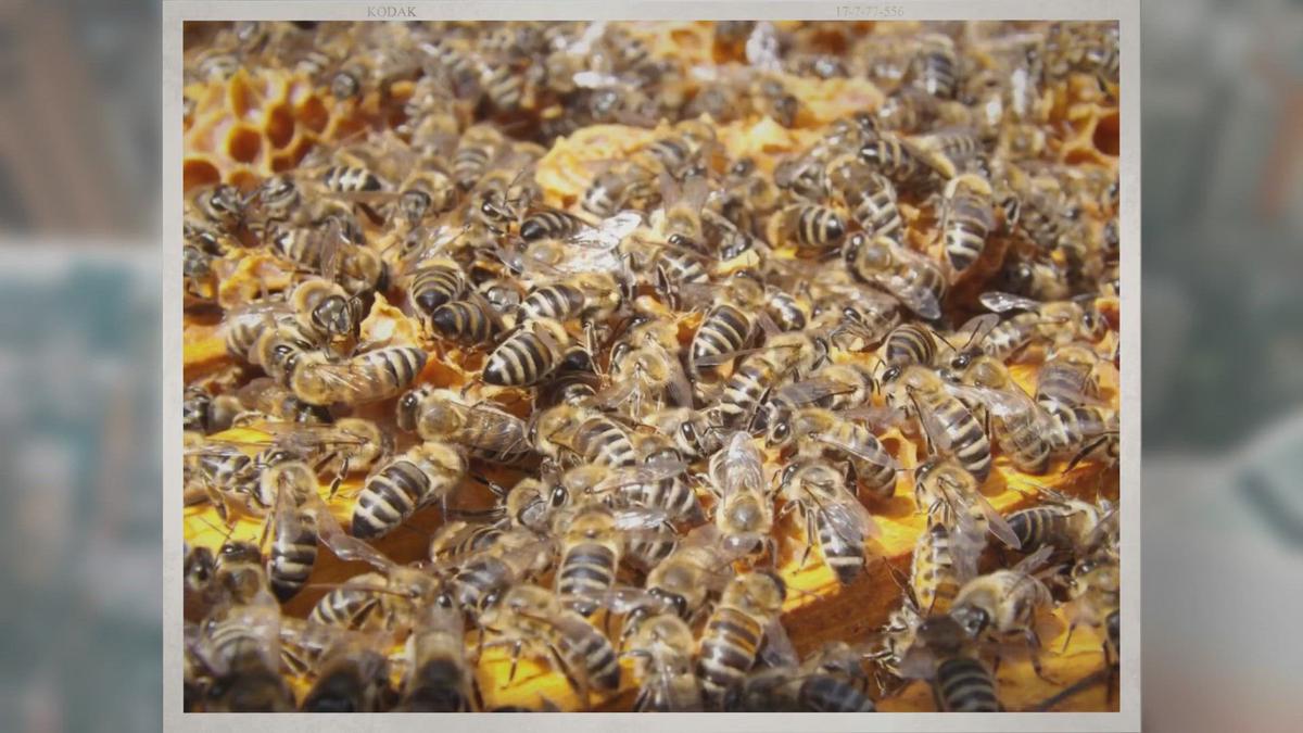 'Video thumbnail for Do Honey Bees Hibernate During the Winter?'