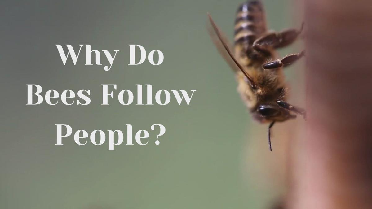 'Video thumbnail for Why Do Bees Follow Me'