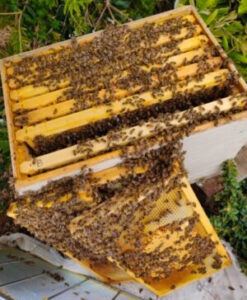 When To Add A Brood Box Or Honey Super To Your Beehive | Busy Beekeeping