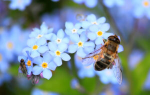 Why Is Beekeeping Important? | Busy Beekeeping