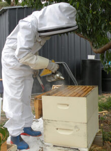 Beekeeper smoking the inside of a hive