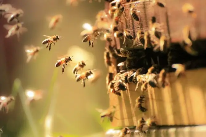 why-are-my-bees-suddenly-aggressive-busy-beekeeping