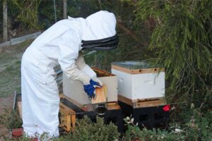 Uniting Two Bee Colonies: When To Do It And How | Busy Beekeeping