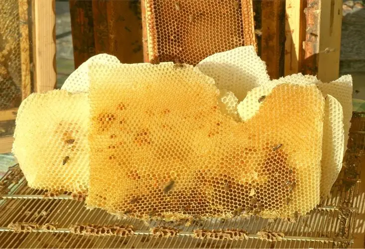 Drawn comb extracted from bee frames