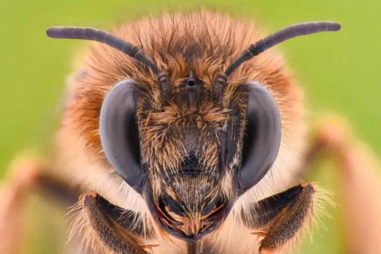 Close-up of a honey bee's face