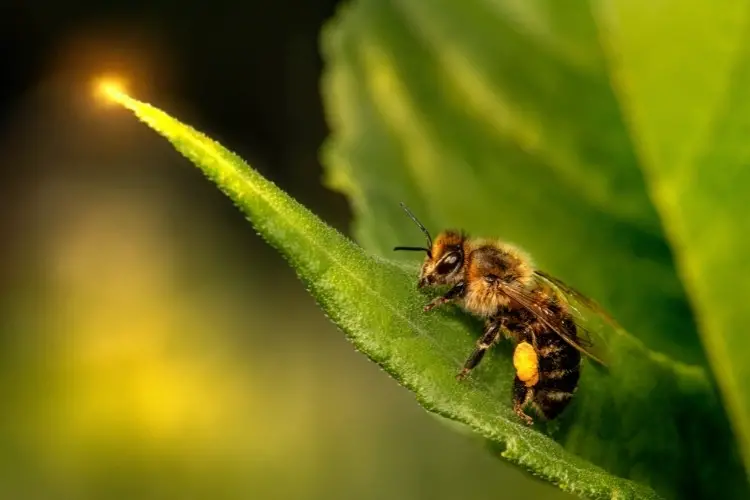 Honey bee resting on a leaf, with pollen stuck to its back leg