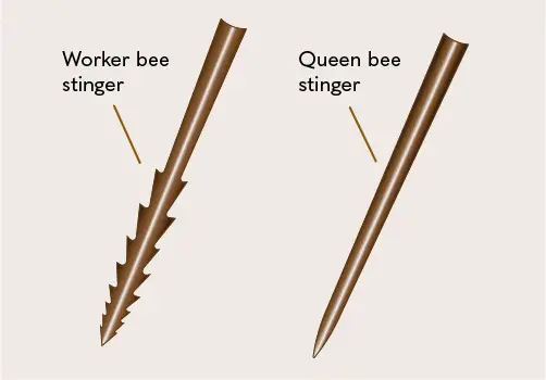 An image showing a queen bee's sting compared to a worker bee's sting