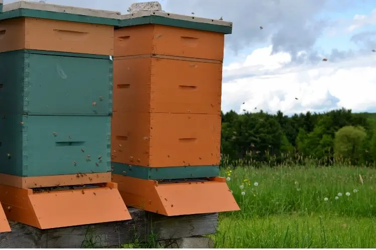 Two vertical beehives next to each other
