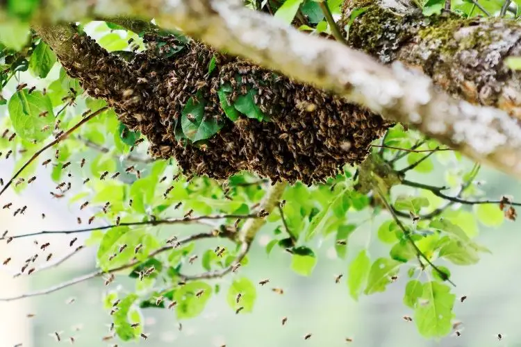 Swarm of bees gathered on a tree branch