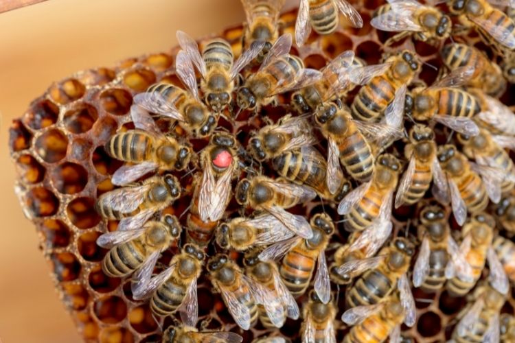 Group of worker bees surrounding a queen bee