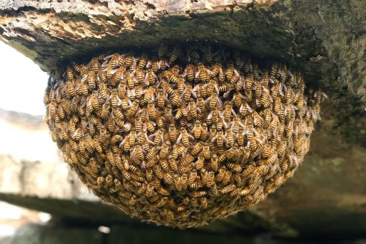 Swarm of bees gathered underneath a large rock