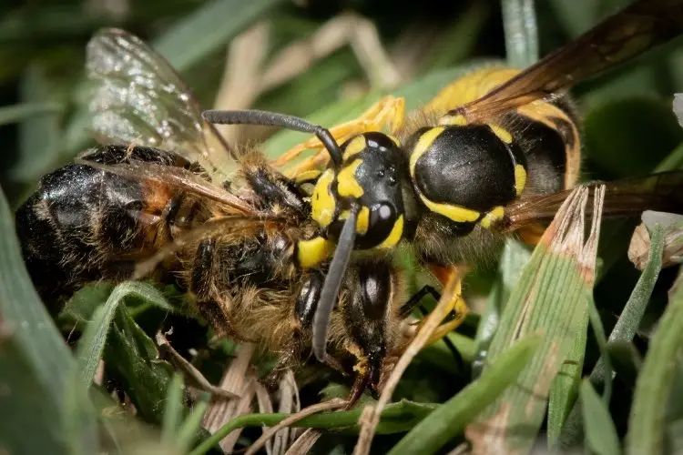 Do Wasps Kill Honey Bees? Busy Beekeeping