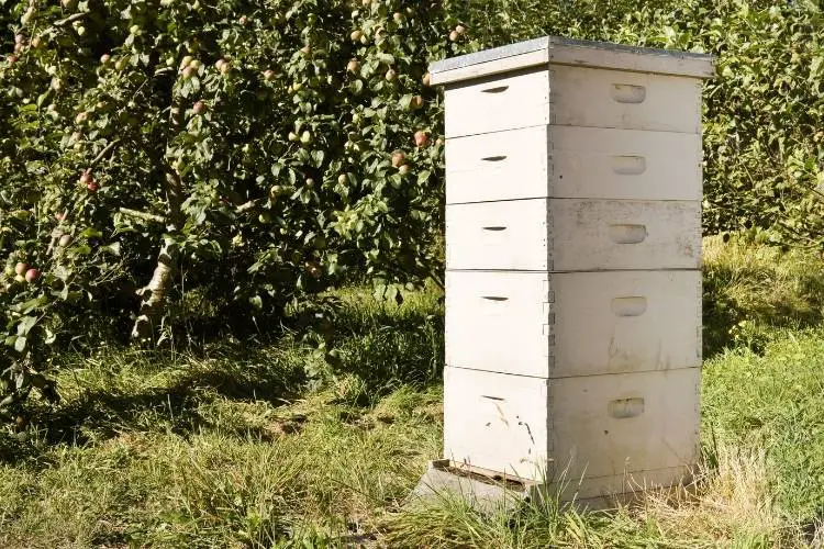 Langstroth hive with two brood boxes and three honey supers