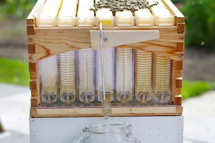 Flow hive with honey dripping from tube
