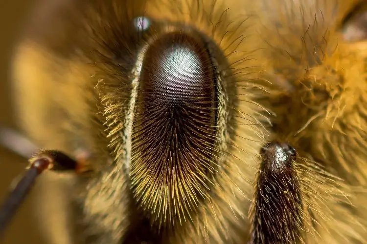 Close up photo of the compound eye where ommatidia and hairs between them are visible.
