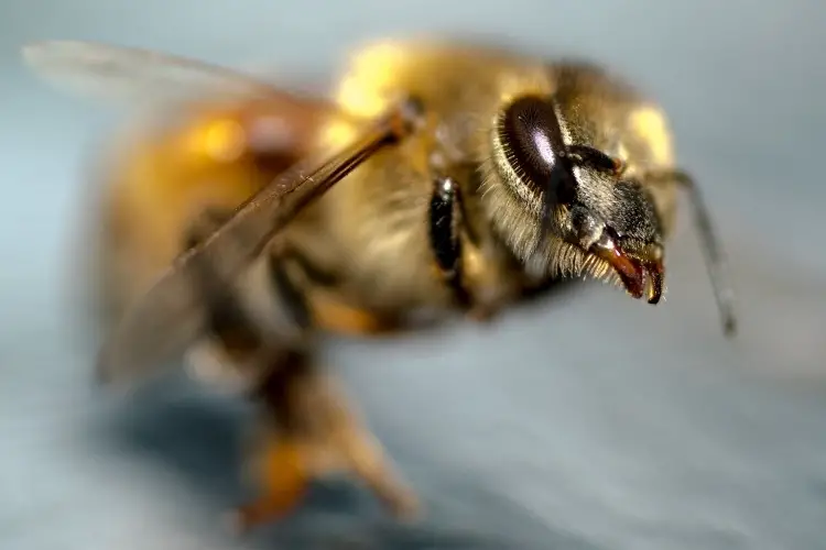 Image of a honey bee with focus on the head and one of the compound eyes