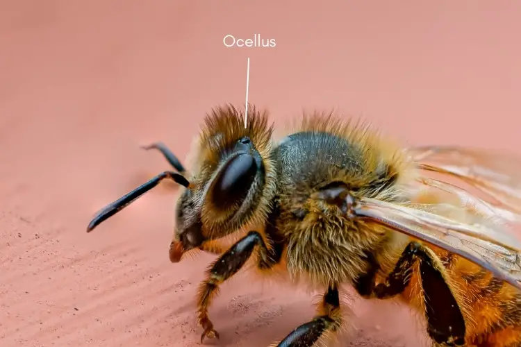Image of a honey bee pointing at the ocellus located at the top of the head. 