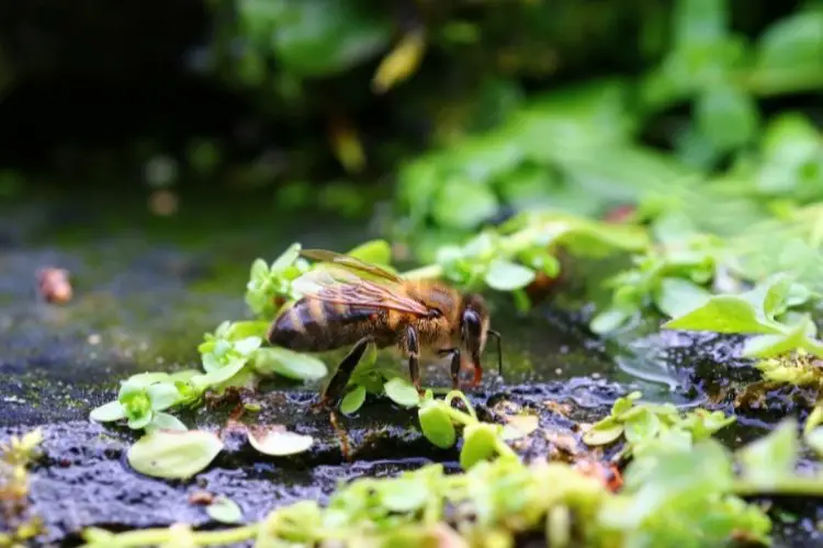 can bees drown in water