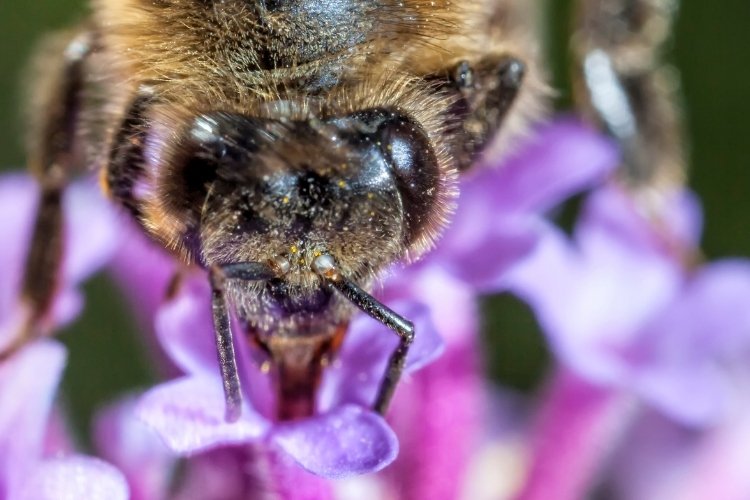 Close up of a worker bee smelling a flower with its antennae