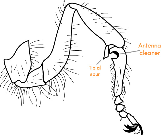 Illustration or a honey bee's front leg