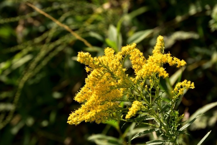Image of a Goldenrod plant known to give honey a bad smell