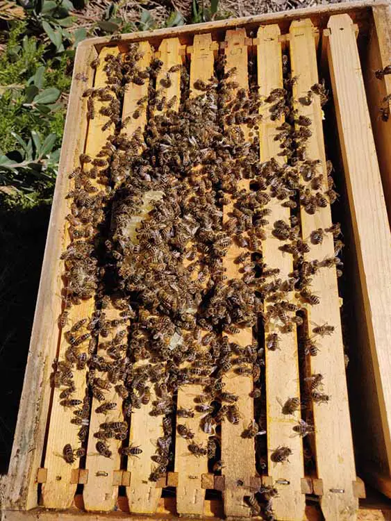 Burr comb in the top of the beehive frames surrounded by honey bees