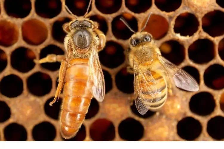 Photo of a queen bee and a worker bee next to each other