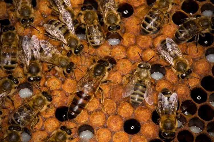 Queen bee next to eggs and brood