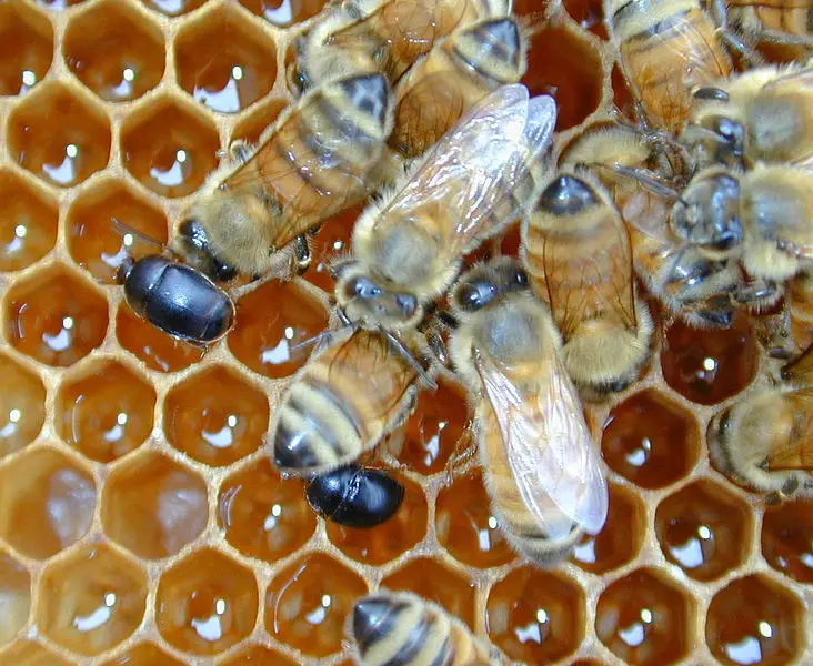 Image of small hive beetles on a honeycomb next to honey bees