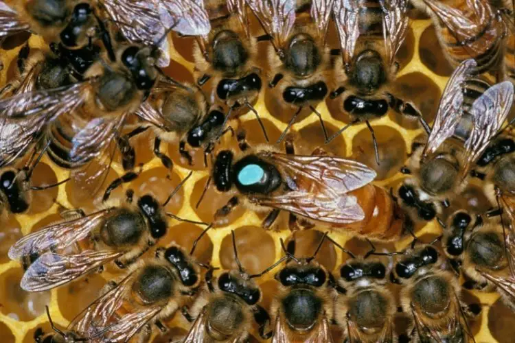 A queen bee surrounded by a group of workers