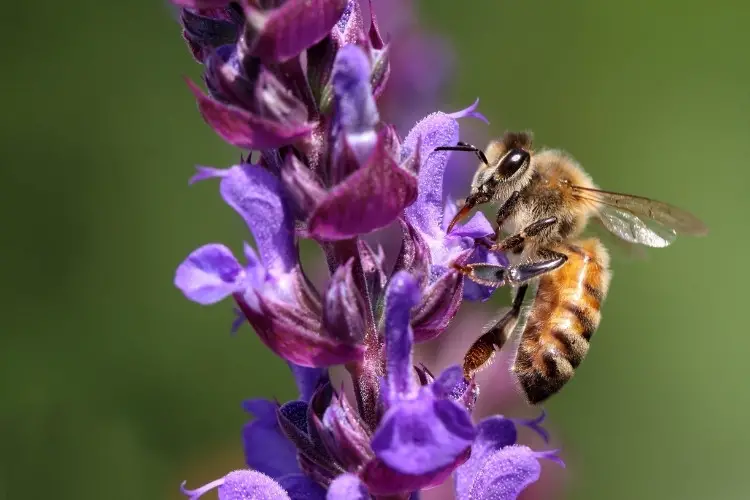 Photo of a honey bee collecting nectar from a flower to produce honey