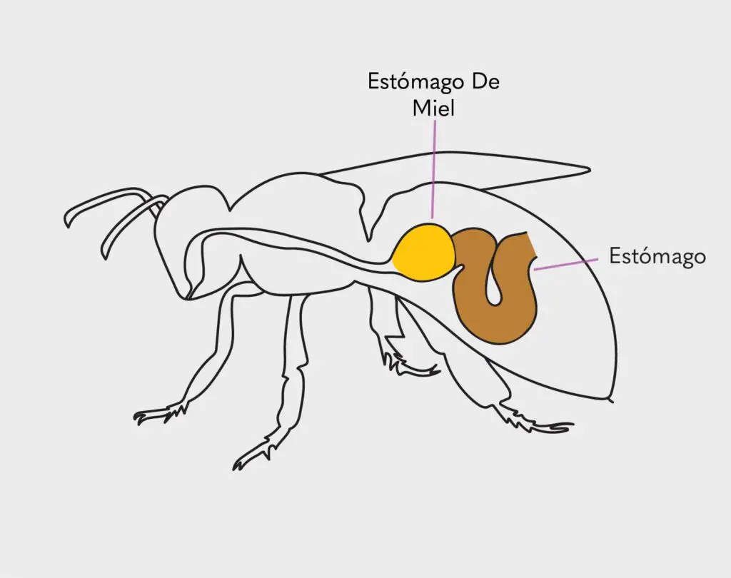 Diagrama que muestra la diferencia entre el estómago y el estómago de miel de las abejas. Son dos órganos distintos
