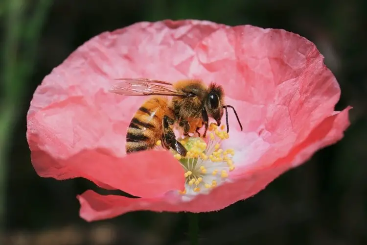 Abeja melifera recolectando nectar y polen de una flor color rosa