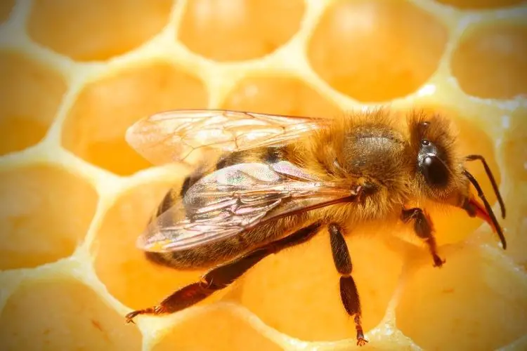Image of a honey bee on honeycomb with a view of their in resting state