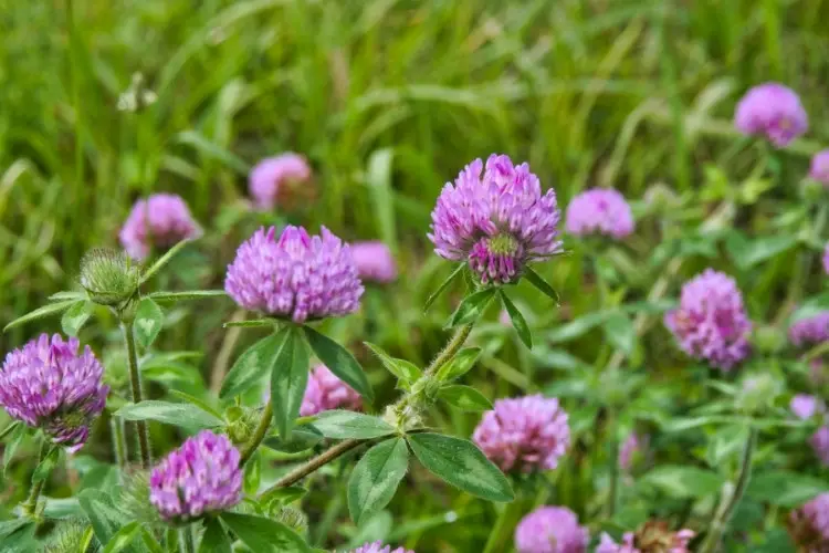 Lawn covered in red clover flowers