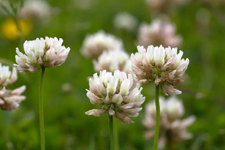 Close up of white clover flowers in a field