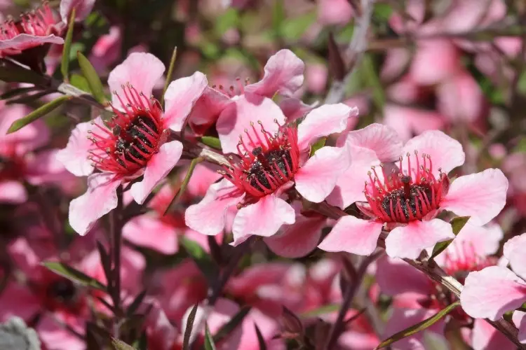 New Zealand Tea Tree or Manuka Tree with pink flowers