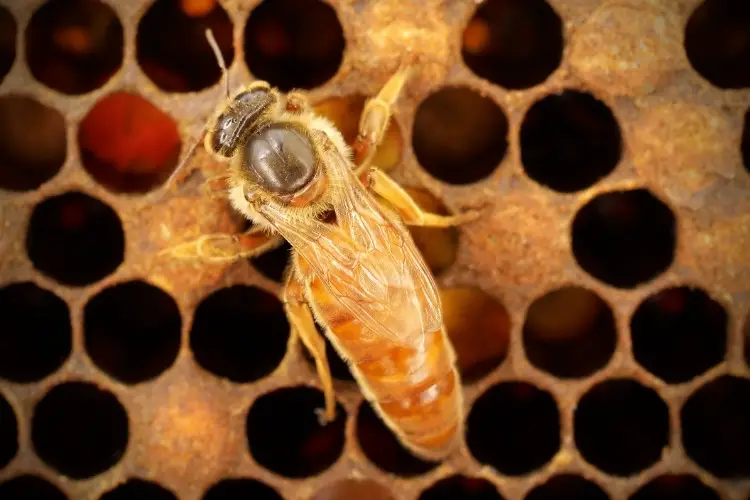 close up of a queen honey bee on a honeycomb with capped cells of honey