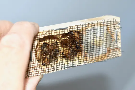 Hand holding a queen bee cage with the queen and attendants inside