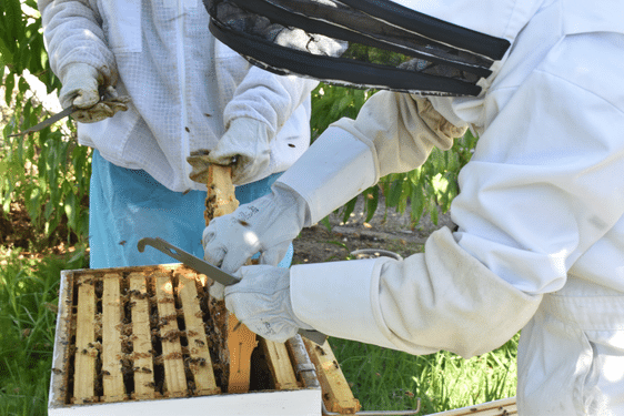beekeepers taking frames out of a beehive to look for the queen