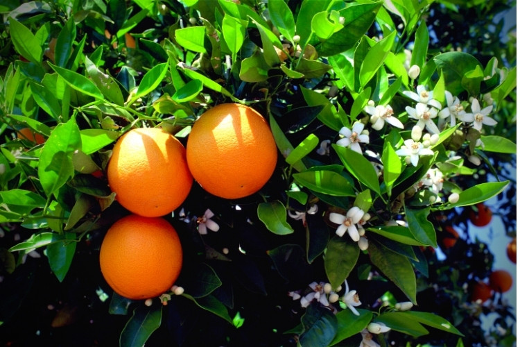 orange tree with oranges and blossomed flowers