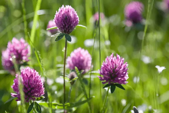 red clover flowers