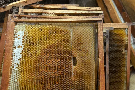 beehive frames with honeycomb